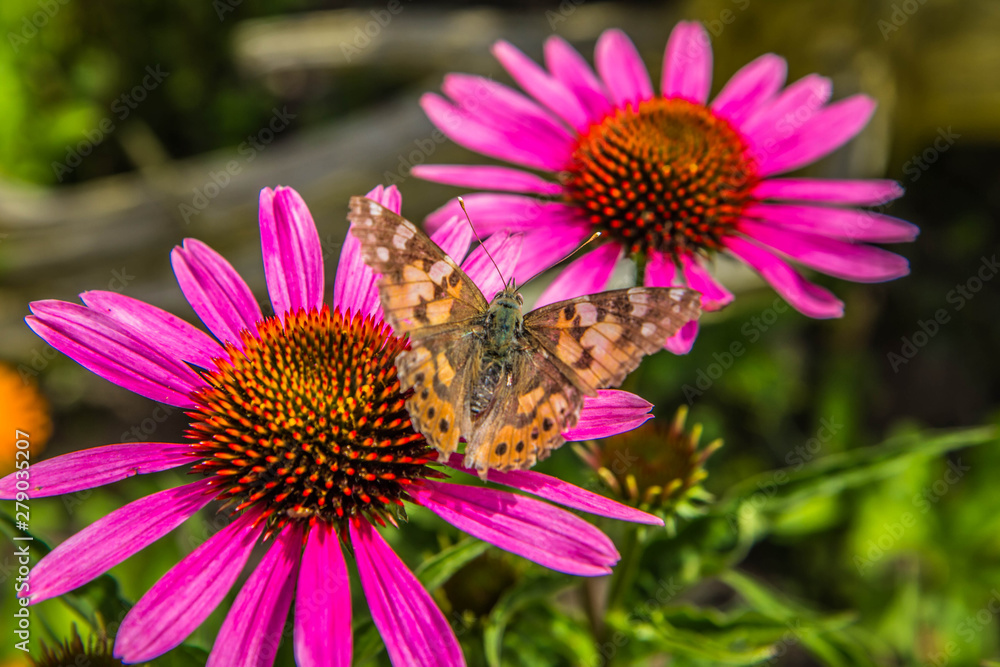 Obraz premium The Painted lady (Vanessa cardui) butterfly on the Echinacea flower