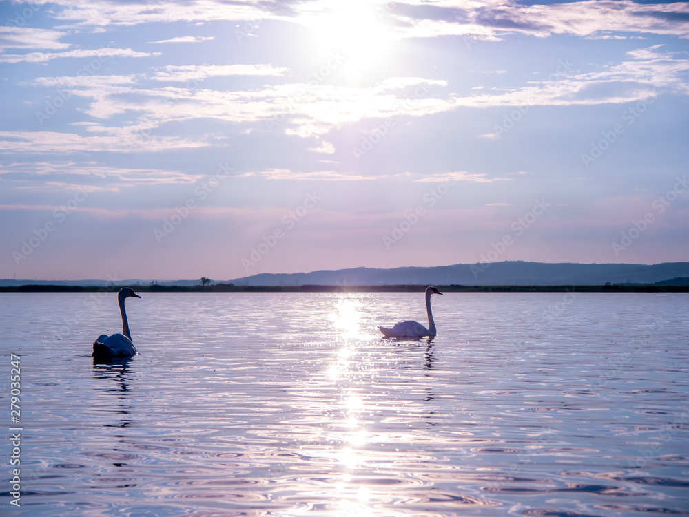 Naklejka premium View on the swans swimming on the lake