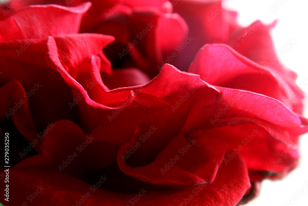 Naklejka premium closeup of red rose