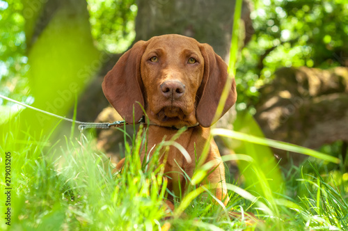 A hungarian vizsla pointing dogsitting in the grass
