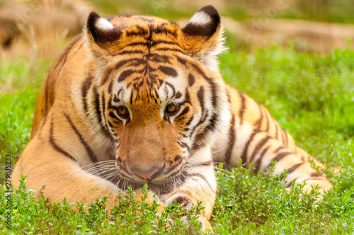 Portrait of an amur tiger in a zoo