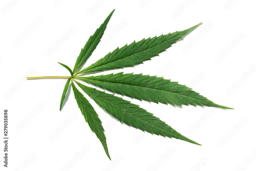Cannabis green leaf isolated on a white background. Cannabis green leaf isolated on a white background.