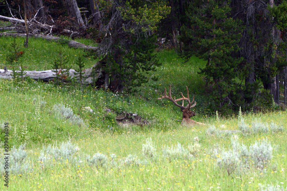 Obraz premium majestic twelve pointer resting in deep grass