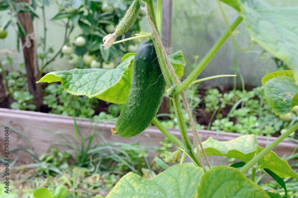 Obraz premium Juicy fresh cucumber on a background of leaves.