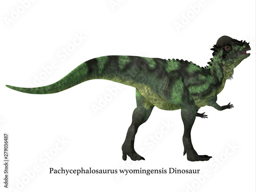 Pachycephalosaurus Dinosaur Tail with Font - Pachycephalosaurus was an omnivorous dinosaur that lived in North America during the Cretaceous Period.