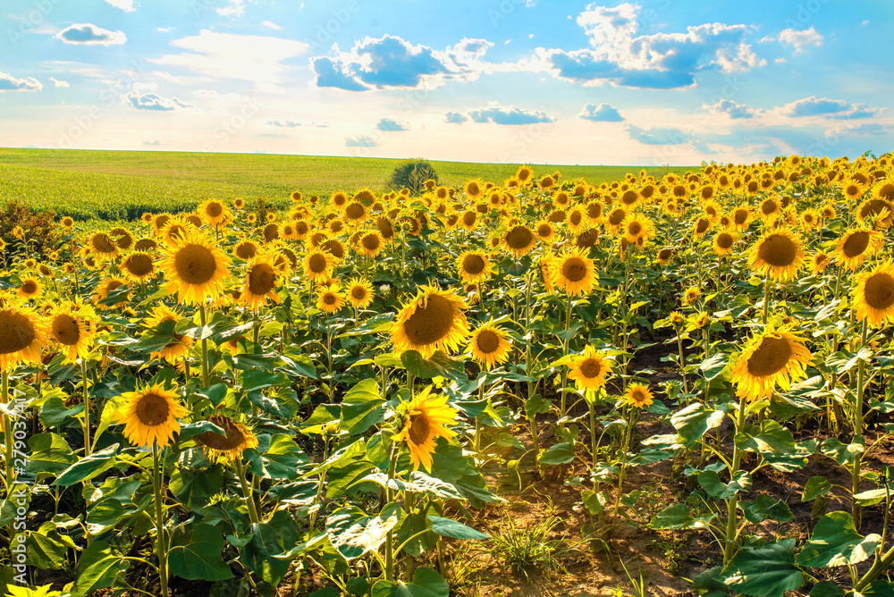 Obraz premium Sunflower field with cloudy blue sky.