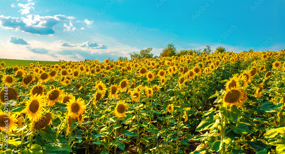 Sunflower field with cloudy blue sky.