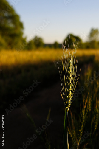 Spike of barley on a cereal field with a sunbeam and a flare, vertical. Green bright sunny ripe ears of rye wheat barley on a farm field. Spikelets of cereals in the bright rays of the sun on nature