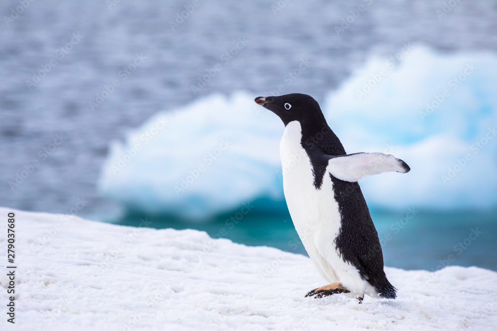 Fototapeta premium Funny Adelie Penguin running or waddling on iceberg with excitement in Antarctica, frozen landscape with snow and ice, Antarctic wildlife