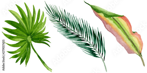 Palm beach tree leaves jungle botanical. Watercolor background illustration set. Isolated leaves illustration element.