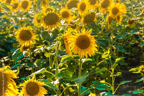 Fototapeta Naklejka Na Ścianę i Meble -  Sunflower field with cloudy blue sky.