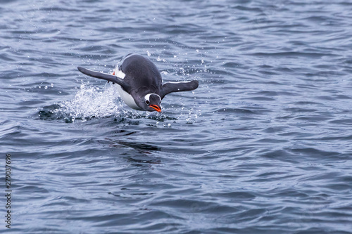 Penguin leaping out of water to breath in Antarctica during foraging action, frozen movement of animal in the air above surface, Antarctic Peninsula