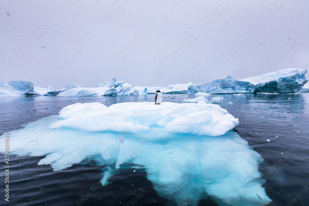 Gentoo Penguin alone on iceberg in Antarctica, scenic frozen landscape with blue ice and snowfall, Antarctic Peninsula