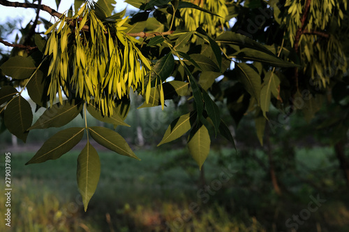 View on maple samaras - maple keys, helicopters, whirlybirds or polynoses - in the summer at sunset. They are shaped to spin as they fall and to carry the seeds a considerable distance on the wind photo