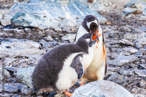Tableau sur toile Adult Gentoo Penguin feeding its chick with krill in the Antarctic Peninsula, An