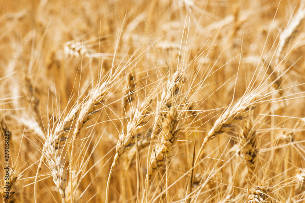 Fototapeta premium Zbliżenie pola pszenicy. Koncepcja zbiorów i żywności.