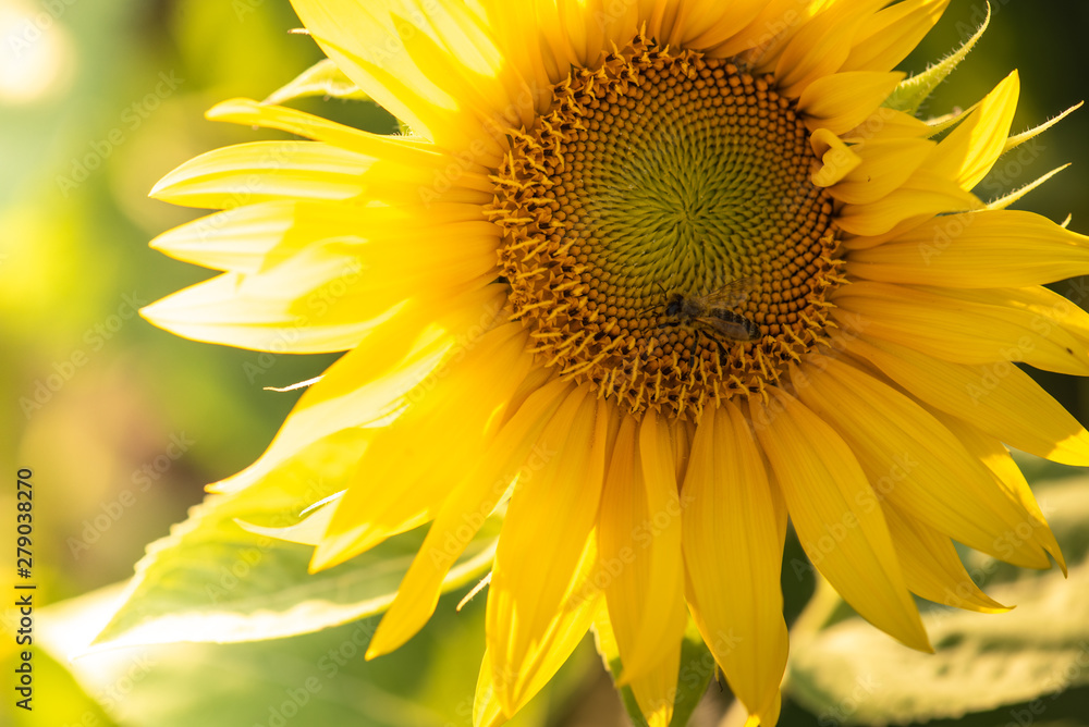 Sunflower field with cloudy blue sky. Sunflower field with cloudy blue sky.