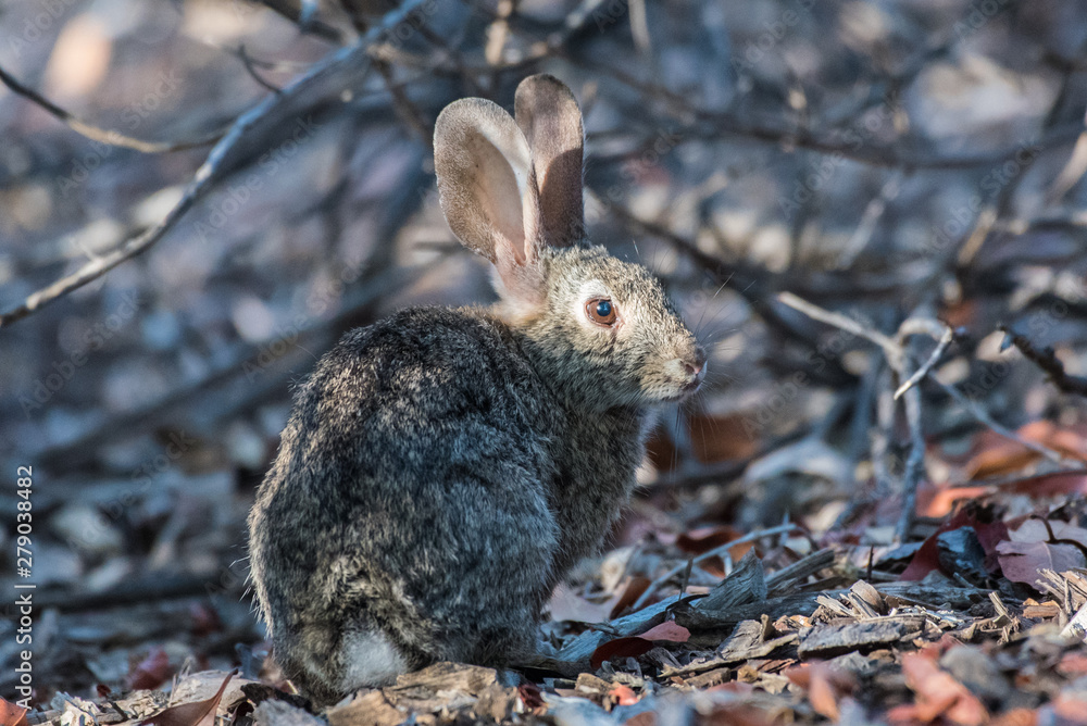 Fototapeta premium Cotton Tail rabbit remaining alert as sun shines directly in eye while foraging for food in nature.