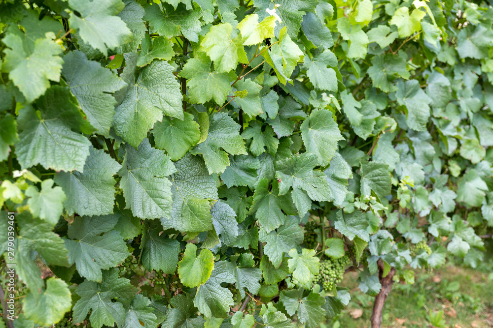 Wine grapes on the vine