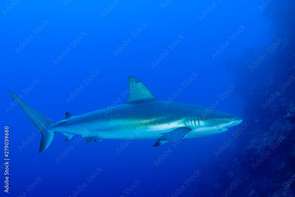 This apex predator is a reef shark shot in the wild in its natural habitat. The impressive creature lives in the warm tropical waters of the Cayman Islands. This apex predator is a reef shark shot in the wild in its natural habitat. The impressive creature lives in the warm tropical waters of the Cayman Islands.