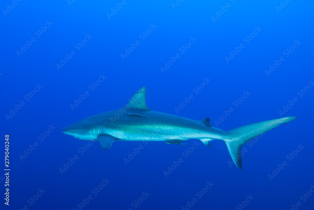 This apex predator is a reef shark shot in the wild in its natural habitat. The impressive creature lives in the warm tropical waters of the Cayman Islands. This apex predator is a reef shark shot in the wild in its natural habitat. The impressive creature lives in the warm tropical waters of the Cayman Islands.