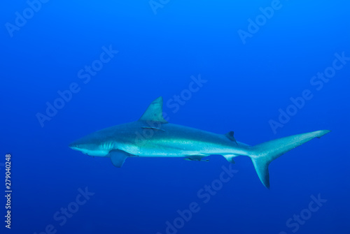 This apex predator is a reef shark shot in the wild in its natural habitat. The impressive creature lives in the warm tropical waters of the Cayman Islands.  © drew