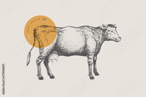 Graphic hand-drawn cow on a light background. Retro engraving with farm animal for menu restaurants, for packaging in markets and shops. Vector vintage illustrations.