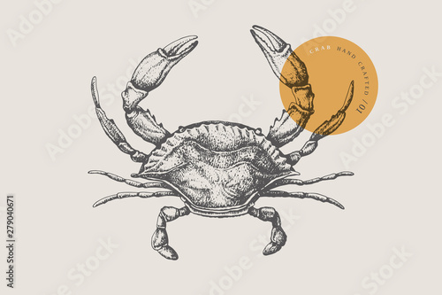 Sea crab drawn by graphic lines on a light background. Retro engraving for a menu of fish restaurants, for packaging in markets and in stores. Vector vintage illustration.