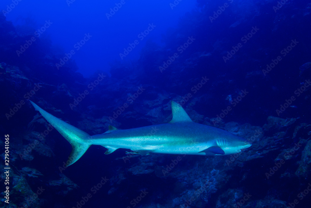 Fototapeta premium This apex predator is a reef shark shot in the wild in its natural habitat. The impressive creature lives in the warm tropical waters of the Cayman Islands. 