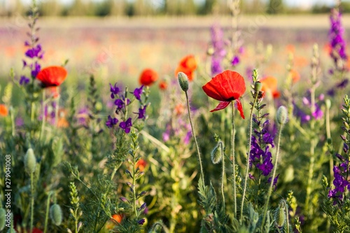 Lavender and poppy flowers growing in a field