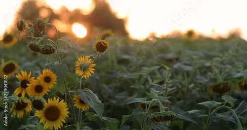 Sunset behind a field of sunflowers in rural Maryland photo