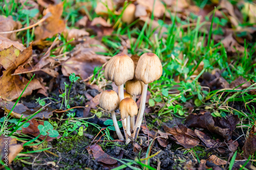 Cluster of mica cap mushrooms among dry yellow leaves and green grass in an autumn scene
