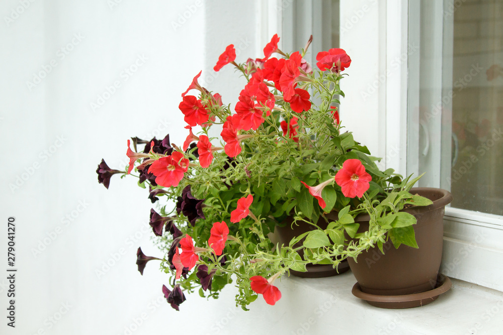 A pot of petunia coral flowers is on the windowsill against the background of a white wall.