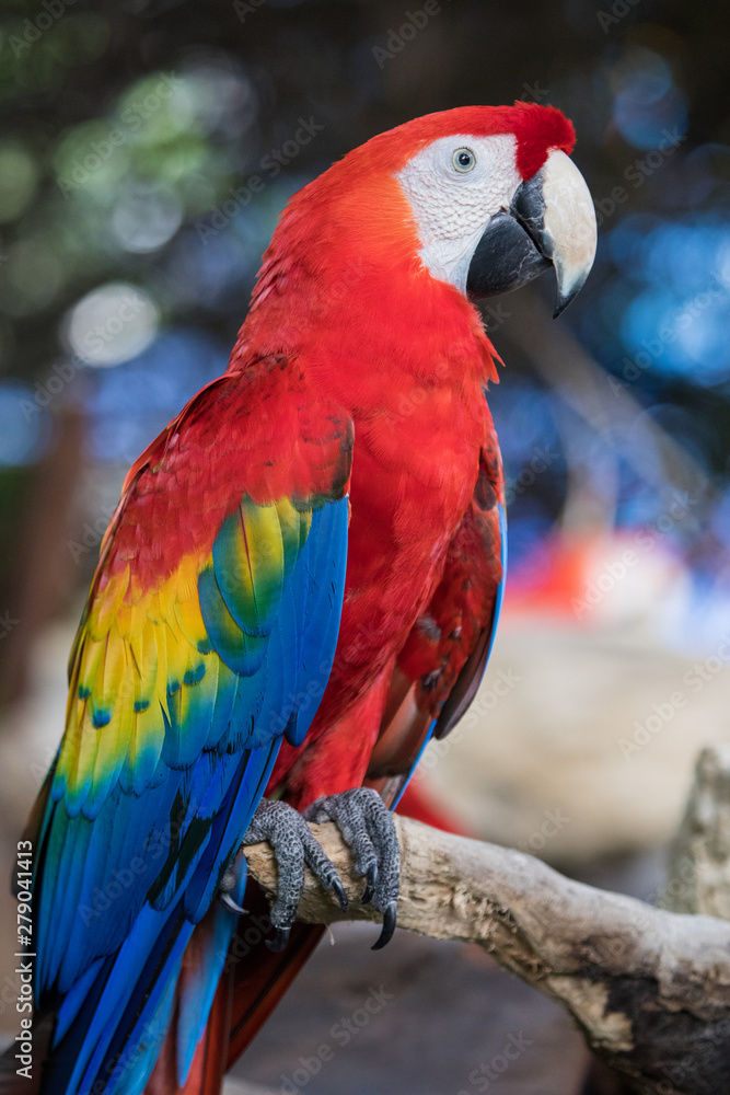 Scarlet Macaw, Playa del Carmen