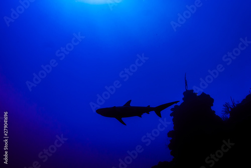 Fototapeta Naklejka Na Ścianę i Meble -  This apex predator is a reef shark shot in the wild in its natural habitat. The impressive creature lives in the warm tropical waters of the Cayman Islands. 
