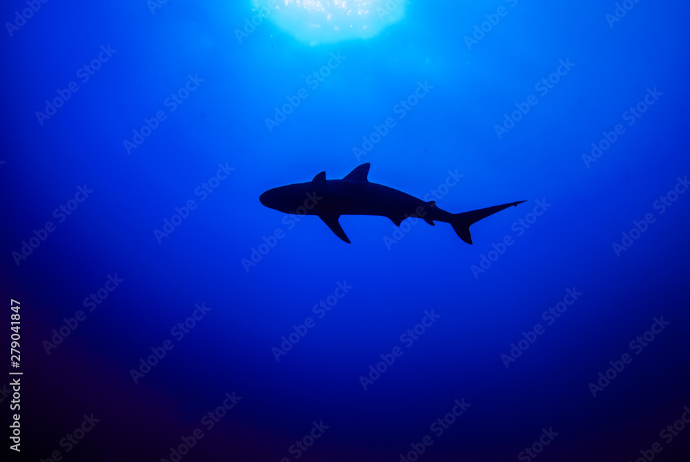 Naklejka premium This apex predator is a reef shark shot in the wild in its natural habitat. The impressive creature lives in the warm tropical waters of the Cayman Islands. 