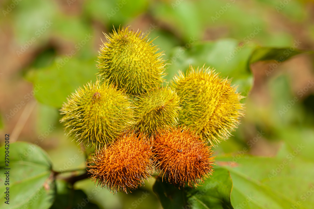 Imature achiote pods Achiote Bixa orellana seeds - annatto bijol condiment