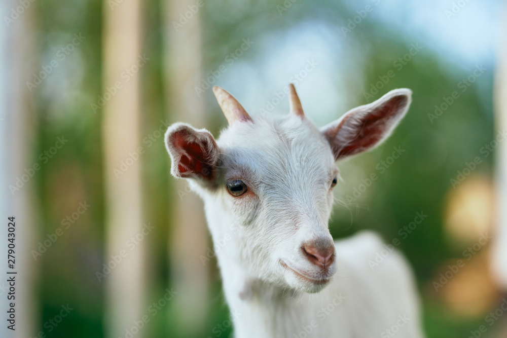 white goat on the meadow