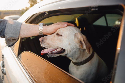 Owner man scratches happy dog retriever in car. Concept travel