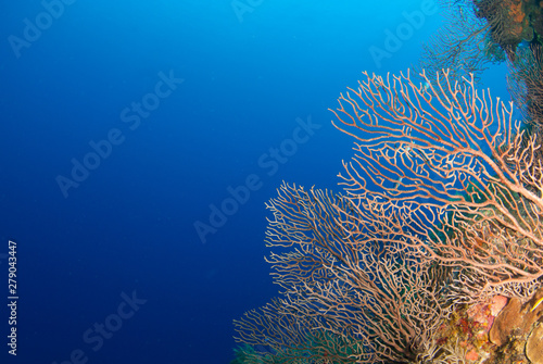 Картината върху платно A scene shot of tropical coral reef with vast expanse of deep blue ocean in the background
