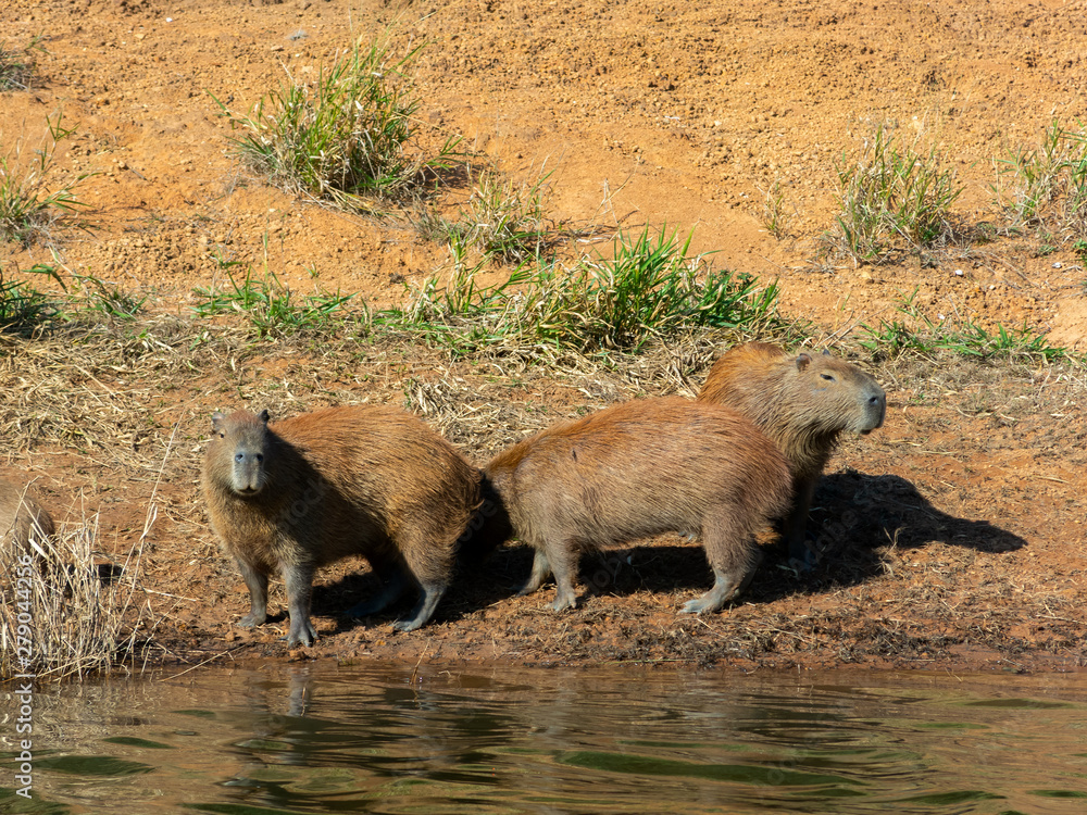 Capybara on wild on water border beach river dam Capybara on wild on water border beach river dam