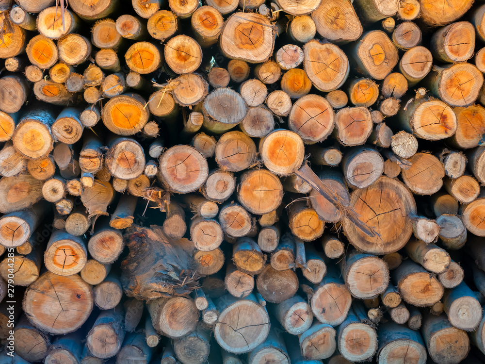 Eucalyptus fire wood trunk piled up texture - pattern Eucalyptus fire wood trunk piled up texture - pattern