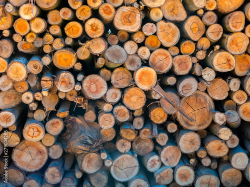 Eucalyptus fire wood trunk piled up texture - pattern