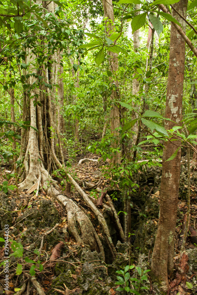 A mystical tree in an enchanted forest... well if you let your imagination run wild anyway. A shot from the Mastic Trail in Grand Cayman the Cayman Islands A mystical tree in an enchanted forest... well if you let your imagination run wild anyway. A shot from the Mastic Trail in Grand Cayman the Cayman Islands