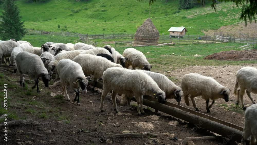 Sheep goes on grazing in mountain - (4K) Sheep goes on grazing in mountain - (4K)