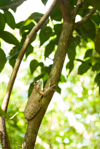 A tropical frog resting in a tree on the Mastic Trail in Grand Cayman. The creature is at home in the warm Caribbean climate