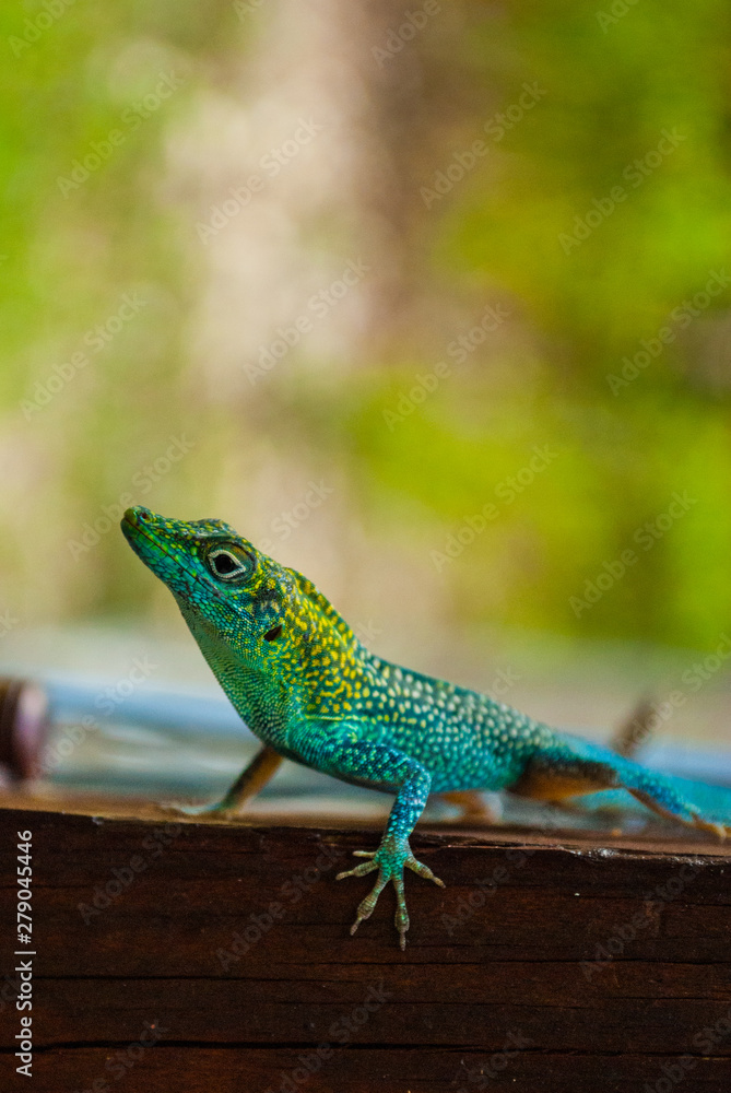 Fototapeta premium A colorful little lizard is exploring a fence in a tropical environment. The exotic creature is at home in the climate of the Cayman Islands in the Caribbean