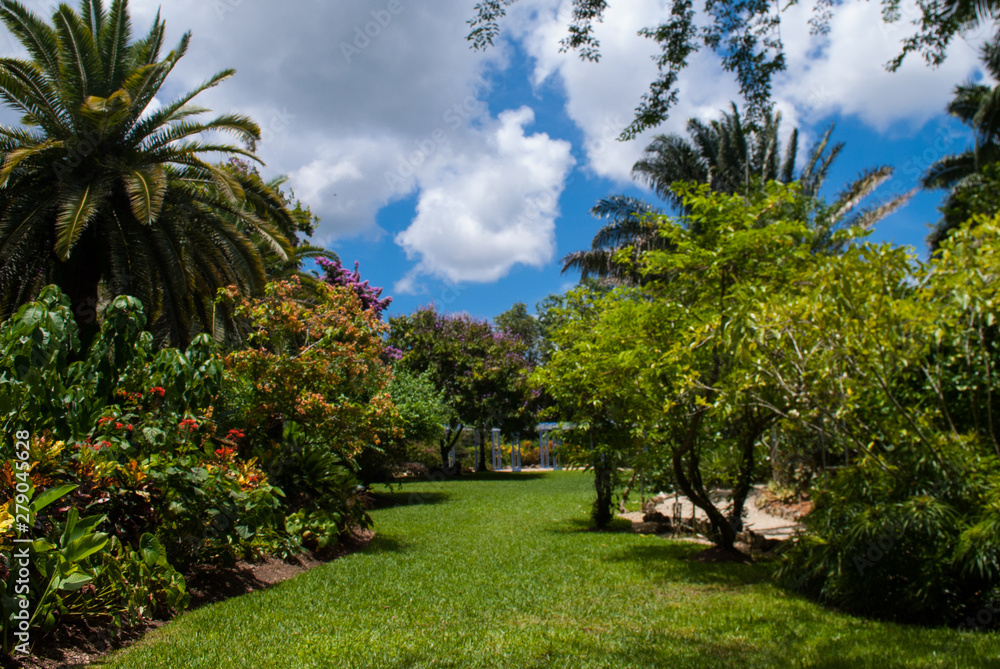 A tropical garden scene. The lush green colors come from the Caribbean sun. Pic taken in the Botanical Gardens in Grand Cayman