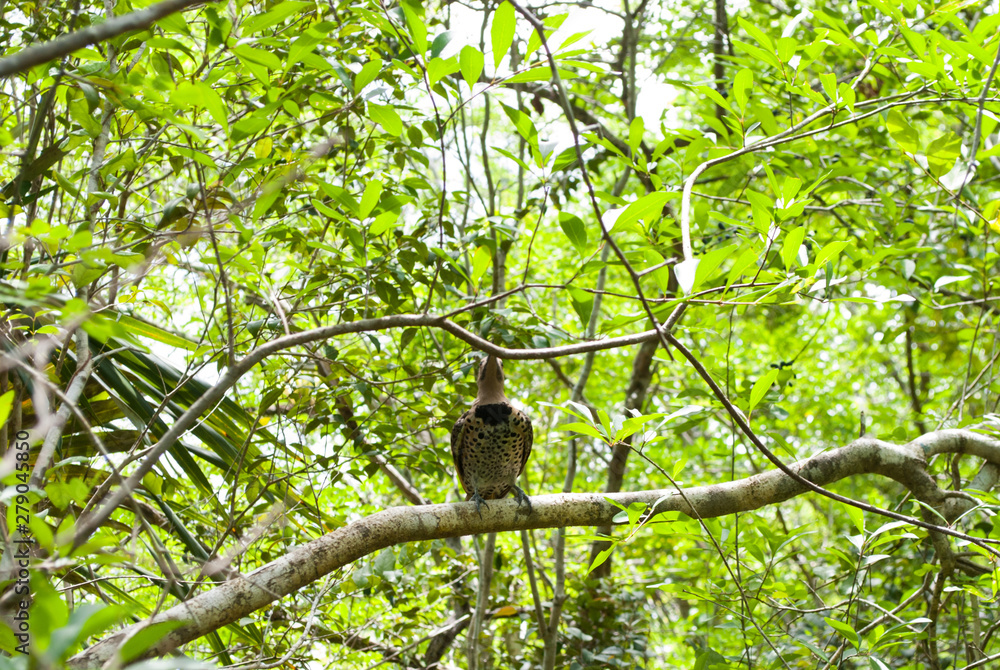 A woodpecker in the trees in nature. The bird has been shot on the caribbean island of the Cayman Islands, specifically in the botanical gardens
