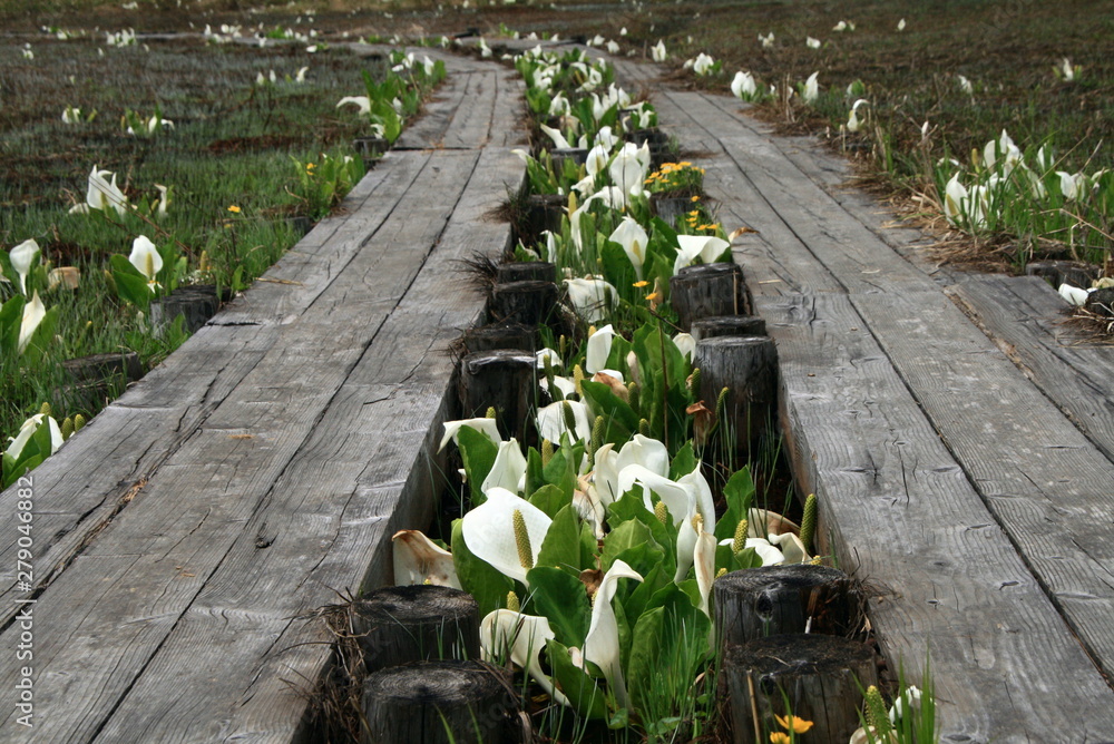 尾瀬ヶ原 木道 水芭蕉の季節 Stock Photo Adobe Stock